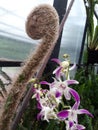 Orchid forest lembang, indonesia