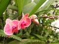 Orchid forest, Lembang-Indonesia