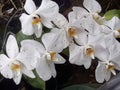 Orchid forest, Lembang-Indonesia