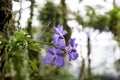 Orchid in the forest Royalty Free Stock Photo