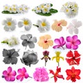 Orchid Frangipani ,Asian pigeonwings, Flowers Isolated on White