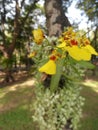 Orchid in the garden.Oncidium varicosum 2. Royalty Free Stock Photo