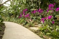 Orchid garden in Nanning Qingxiu mountain Royalty Free Stock Photo