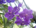 Orchid in garden