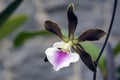 Orchid of genus Encyclia Royalty Free Stock Photo