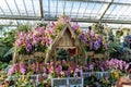 Orchid in the glasshouse of Kew gardens in London