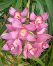 Orchid, Glory Of Sikkim