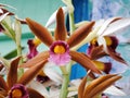 Orchid, Glory Of Sikkim Fully Bloom