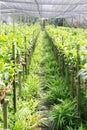 Orchid greehouse and garden Royalty Free Stock Photo