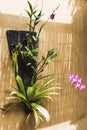 Orchid grows on wall in decorative pot Royalty Free Stock Photo