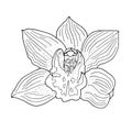 Orchid. Hand drawn vector illustration. Monochrome black and white ink sketch. Line art. Isolated on white background. Coloring