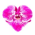 Orchid heart