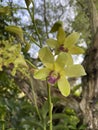 Orchid Hybrid: Dendrobium Jean Chretien
