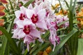 Orchid Insanity Kaylie Momo, pink flowers majestic Cymbidium House Plant. Blossom