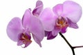 Orchid isoladed on white Royalty Free Stock Photo