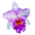 Orchid isolated