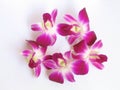 Orchid isolated Royalty Free Stock Photo