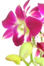 Orchid isolated Royalty Free Stock Photo