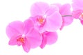 Orchid isolated Royalty Free Stock Photo