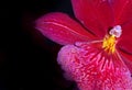 Orchid isolated on a black background