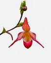 Orchid isolated Phragmipedium x dorminianum It is native to Middle America and South America. Botanical garden Heidelberg, Baden