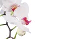 Orchid isolated on white background