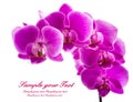 Orchid isolated on white background. Abundant flowering of magenta phalaenopsis orchid. Spa background. Royalty Free Stock Photo