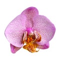 Orchid isolated on white background. Single flower with pink dotted petals and yellow lip. Phalaenopsis or Moth kind. Floral Royalty Free Stock Photo