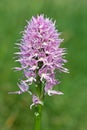 Orchid italic, orchis italica