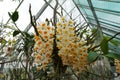 Orchid in Latin called Dendrobium Farmeri-Thyrsiflorum growing in a greenhouse of a botanic garden. Royalty Free Stock Photo