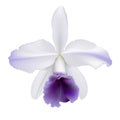 Orchid - Lc. Gaskell-pumila Azure Star Royalty Free Stock Photo