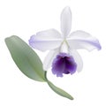 Orchid - Lc. Gaskell-pumila Azure Star. Royalty Free Stock Photo