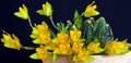 Orchid: Lycaste cochleata Royalty Free Stock Photo