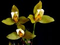 Orchid: Lycaste deppei Royalty Free Stock Photo