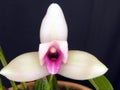 Orchid: Lycaste skinneri Royalty Free Stock Photo