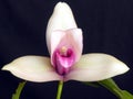 Orchid: Lycaste skinneri Royalty Free Stock Photo