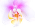 Orchid macro