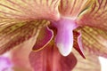 Orchid macro
