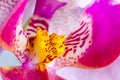 Orchid macro