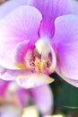 Orchid Royalty Free Stock Photo
