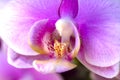 Orchid Royalty Free Stock Photo
