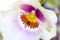 Orchid Royalty Free Stock Photo