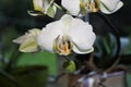 Orchid