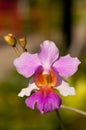 Orchid Macro (Vanda Miss Joaquim) Royalty Free Stock Photo