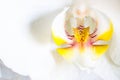 Orchid macro