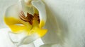 Orchid macro