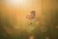 Butterfly, animals, macro, bokeh, insect, nature,