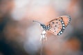 Butterfly, animals, macro, bokeh, insect, nature, Royalty Free Stock Photo