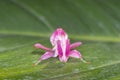 Orchid Mantis Camouflage. The praying mantis on leaf