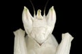 Orchid Mantis Close Up Eyes Royalty Free Stock Photo